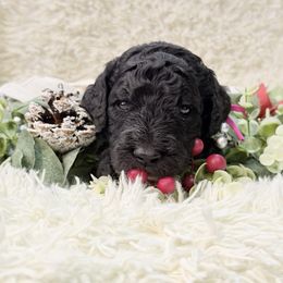 Sugar Plum - Black and white female Sheepadoodle puppy in Surprise, Arizona from Desert Lily Doodles