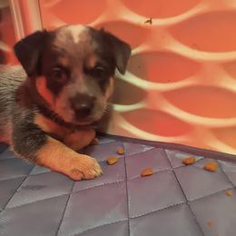 Donner - Blue male Australian Cattle Dog puppy in Morton, Illinois from KT Ranch ACDs