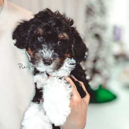 Chosen - Tri-color male Bernedoodle puppy in Jackson, Missouri from Pincksten Family Doodles