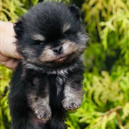 Black and tan boy - Black and tan parti male Pomeranian puppy in Fayetteville, North Carolina from Tar-heel Poms