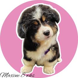 Maxine - Black and white female American Corgi puppy in Mansfield, Ohio from Moonrise corgis
