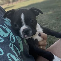 Rob - Brindle and white male Boston Terrier puppy in Fillmore, Illinois from Wind Hill Puppies