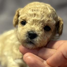 Maltipoos from Marina