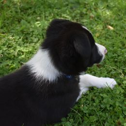 Border Collie Puppies from Porter’s Borders
