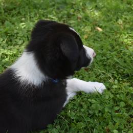 Border Collie Puppies from Porter’s Borders