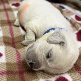Boy Reservation 4 - Light golden male Golden Retriever puppy in Waterloo, Indiana from All 4 Paws of Pheasant Run