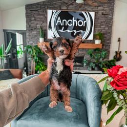 B E A R- teddy bear - Yorkiepoo - Tri-color male Yorkipoo puppy in Pleasant View, Utah from Anchor Dogs