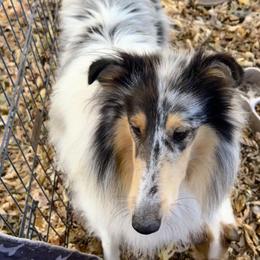 Rioux - Collie