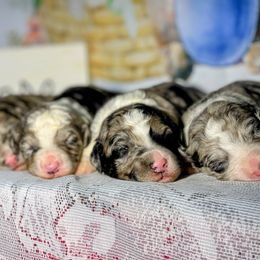 Aussiedoodle puppies from Carolina Doodles