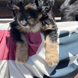 Golden Aussiedoodle and Goldendoodle Puppies from Wild Rose Tiny Poodles & Doodles