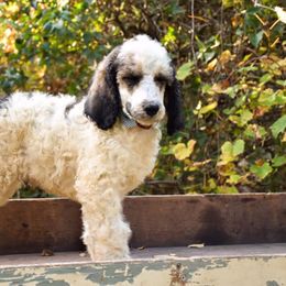 Poodles from Homestead Standard Poodlew
