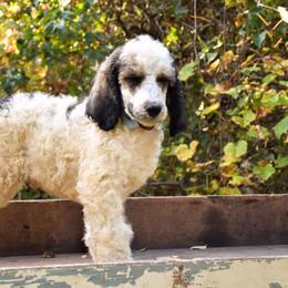 Poodles from Homestead Standard Poodlew
