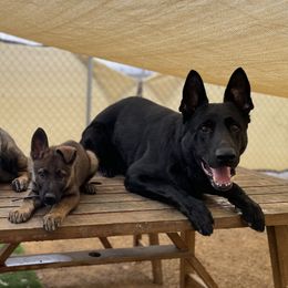German Shepherds from Wachhund Kennels