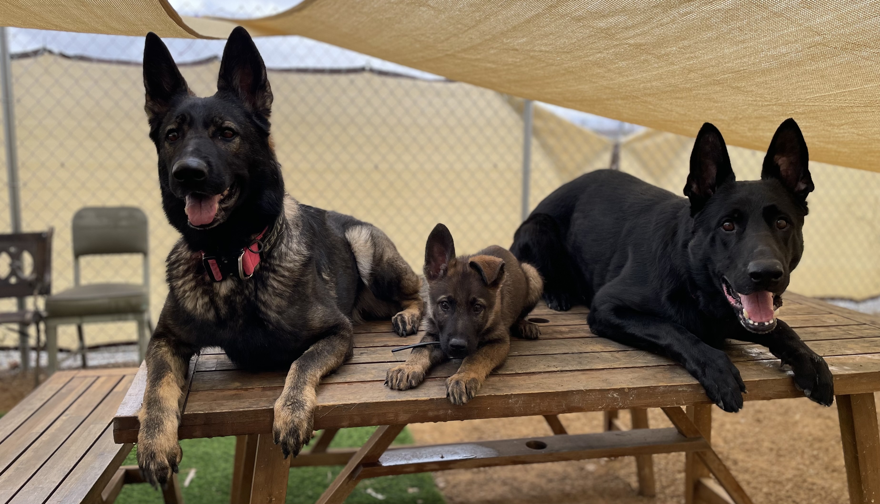 German Shepherds and a puppy from Wachhund Kennels resting together