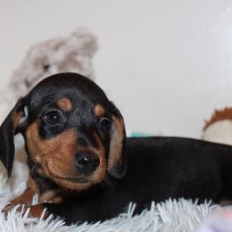 Boy 3 - Black and tan male Dachshund puppy in Craig, Colorado from Rocky Mountain Shih Tzus and Dry Creek Miniature Dachshunds