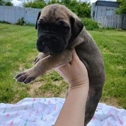 Atlas - Fawn male Great Dane puppy in Marshall, Michigan from Dream K9