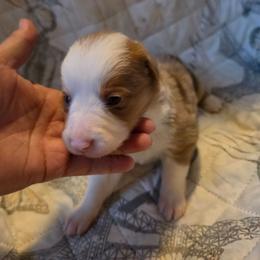 Honor - Red merle female Border Collie puppy in Watsontown, Pennsylvania from Kate Gresham