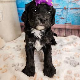 Brooke - Black and white female Cavapoo puppy in Lebanon, Missouri from Leerose Puppies