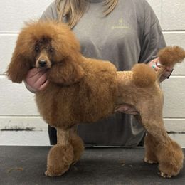 Cholula - Poodle