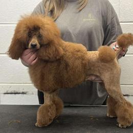 Cholula - Poodle