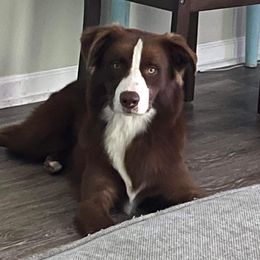 Sailor  - Australian Shepherd