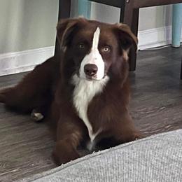 Sailor  - Australian Shepherd