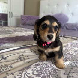 Diana - Chocolate and cream female Dachshund puppy in Rochester Hills, Michigan from Holiday Dachshunds