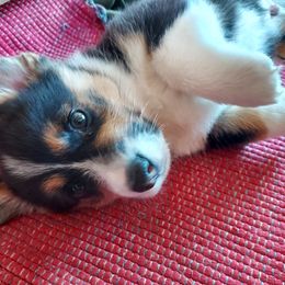 Pembroke Welsh Corgi Puppies from Gary's Pembroke Welsh Corgis
