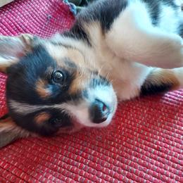 Pembroke Welsh Corgi Puppies from Gary's Pembroke Welsh Corgis