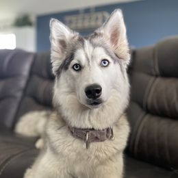 Cassie  - Siberian Husky