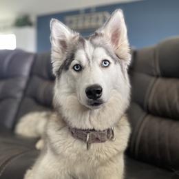 Cassie  - Siberian Husky
