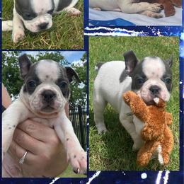 Moony - Blue male Boston Terrier puppy in Brazos Point, Texas from TX Southern Belle Bostons