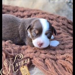 Kateri- Price 1650 - Red tri female Miniature Australian Shepherd puppy in Ennis, Texas from God’s Little Aussies