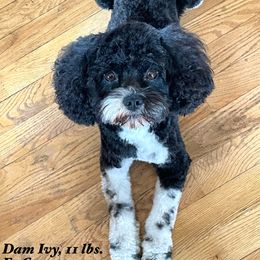 Ivy - Cavapoo