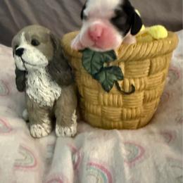 Fuschia collar girl - Black white and tan female Cocker Spaniel puppy in Boca Raton, Florida from Gold-Coast Cockers