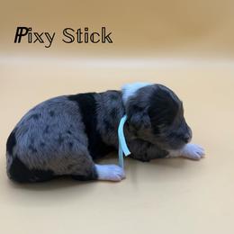 Pixy Stick - Blue merle female Aussiedoodle puppy in Paragould, Arkansas from AC Doodles & Corgis