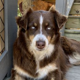 Maggie  - Australian Shepherd