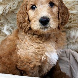 Goldendoodle Puppies from Lucky's Doodlez