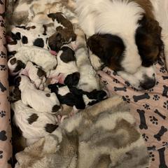 Newfoundland, Poodle, Saint Berdoodle, and Saint Bernard Puppies from Mammoth Doodles