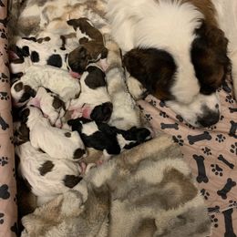 Newfoundland, Poodle, Saint Berdoodle, and Saint Bernard Puppies from Mammoth Doodles