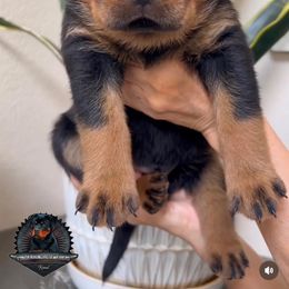 Rottweiler Puppies from Von Der Hing Rottweilers
