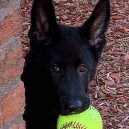 German Shepherd Puppies from Northwinds German Shepherds