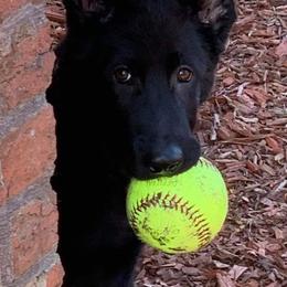 German Shepherd Puppies from Northwinds German Shepherds