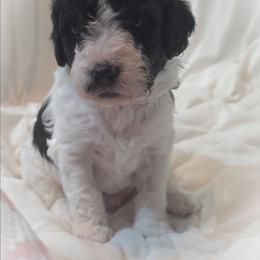 Boy2 - Black and white male Cavapoo puppy in Medina, Ohio from Momma's Minis