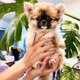 Eva's Eden Arctic Prince. Price 9980( tiny, Black Mask ) - Black sabled silver male Chihuahua puppy in Santa Rosa Beach, Florida from Eva's Chihuahua