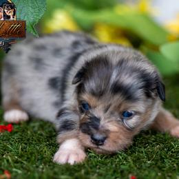 King - Blue merle male Miniature American Shepherd puppy in Granbury, Texas from Best Little Aussies
