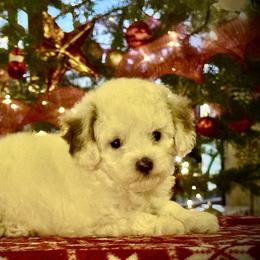Girl 4 - Blenheim female Cavapoo puppy in Ivins, Utah from Taylia's Cavapoos