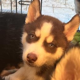 Boy 4 - Red and white male Siberian Husky puppy in Howard City, Michigan from Rustic Pines