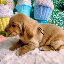 Elijah - Mahogany and white male Basset Hound puppy in Big Rapids, Michigan from Basket Hound Bassets