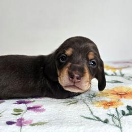 Chocolate and tan male 3208.56 - Chocolate and tan male Dachshund puppy in Belle Rive, Illinois from Akin's Miniature Dachshunds, LLC